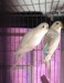 Budgerigar - বাজ্রিগর বাজিগার